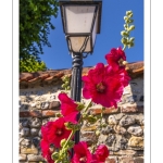 Les ruelles fleuries de la cité médiévale à Saint-Valery-sur-Somme