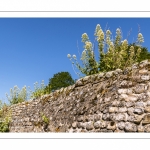 France, Somme (80), Baie de Somme, Saint-Valery-sur-Somme, les petites rues fleuries de la cité médiévale décorées par l'association qui gère l'Herbarium // France, Somme (80), Bay of the Somme, Saint-Valery-sur-Somme, the small flowery streets of the medieval city decorated by the association that manages the Herbarium