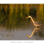 Heron_cendre_17_05_2014_007-border
