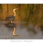 Heron_cendre_17_05_2014_011-border