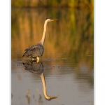 Heron_cendre_17_05_2014_012-border