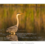 Heron_cendre_17_05_2014_014-border