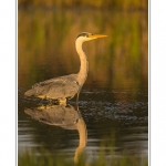 Heron_cendre_17_05_2014_020-border