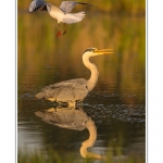 Heron_cendre_17_05_2014_023-border