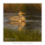 Heron_cendre_17_05_2014_028-border