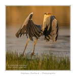 Heron_cendre_17_05_2014_034-border