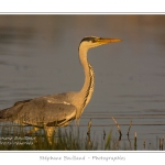 Heron_cendre_17_05_2014_037-border