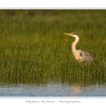 Heron_cendre_25_05_2014_001-border