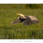 Heron_cendre_25_05_2014_003-border