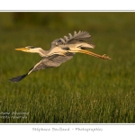 Heron_cendre_25_05_2014_004-border