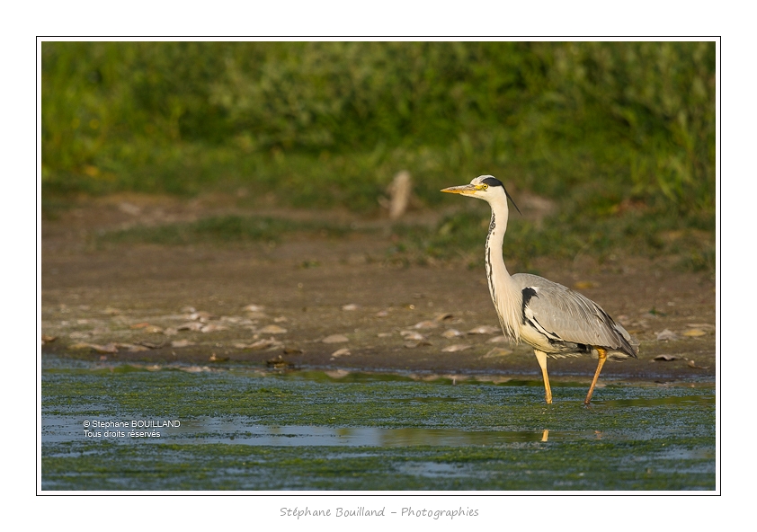 Heron_cendre_05_6_2015_009-BorderMaker