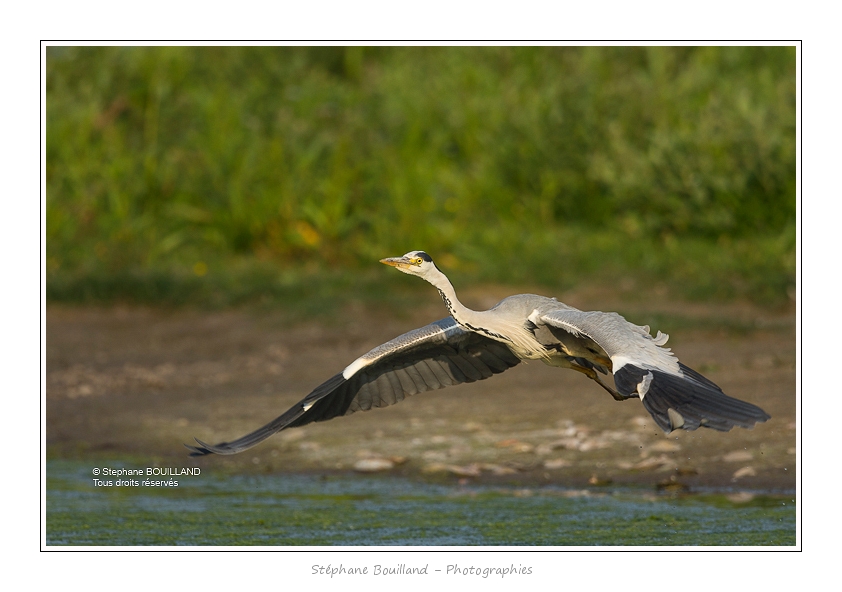 Heron_cendre_05_6_2015_013-BorderMaker