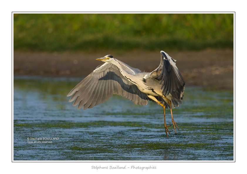 Heron_cendre_05_6_2015_014-BorderMaker