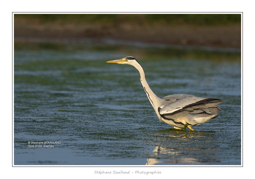 Heron_cendre_05_6_2015_025-BorderMaker