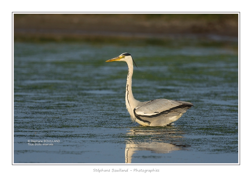 Heron_cendre_05_6_2015_030-BorderMaker
