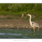 Heron_cendre_05_6_2015_009-BorderMaker