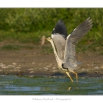 Heron_cendre_05_6_2015_010-BorderMaker