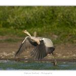 Heron_cendre_05_6_2015_011-BorderMaker