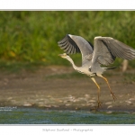 Heron_cendre_05_6_2015_012-BorderMaker