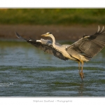 Heron_cendre_05_6_2015_015-BorderMaker
