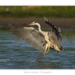 Heron_cendre_05_6_2015_017-BorderMaker