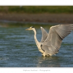 Heron_cendre_05_6_2015_018-BorderMaker