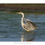 Heron_cendre_05_6_2015_020-BorderMaker
