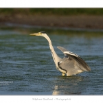 Heron_cendre_05_6_2015_021-BorderMaker