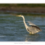 Heron_cendre_05_6_2015_022-BorderMaker