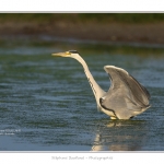 Heron_cendre_05_6_2015_023-BorderMaker