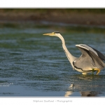 Heron_cendre_05_6_2015_024-BorderMaker