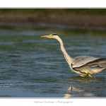 Heron_cendre_05_6_2015_025-BorderMaker
