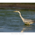 Heron_cendre_05_6_2015_026-BorderMaker