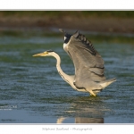 Heron_cendre_05_6_2015_027-BorderMaker