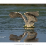 Heron_cendre_05_6_2015_028-BorderMaker