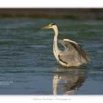 Heron_cendre_05_6_2015_029-BorderMaker