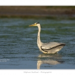 Heron_cendre_05_6_2015_030-BorderMaker