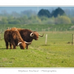 Vache Ã©cossaise de race Highland Cattle dans le marais de Blanquetaque. Le conservatoire du littoral utilise ces animaux pour entrenir le marais et Ã©viter qu'il ne se ferme. Saison : Printemps - Lieu : Marais de Blanquetaque, Noyelles-sur-mer, Baie de Somme, Somme, Picardie, France