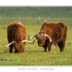 Vache Ã©cossaise de race Highland Cattle dans le marais de Blanquetaque. Le conservatoire du littoral utilise ces animaux pour entrenir le marais et Ã©viter qu'il ne se ferme. Saison : Printemps - Lieu : Marais de Blanquetaque, Noyelles-sur-mer, Baie de Somme, Somme, Picardie, France