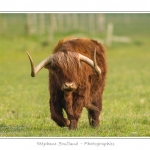 Vache Ã©cossaise de race Highland Cattle dans le marais de Blanquetaque. Le conservatoire du littoral utilise ces animaux pour entrenir le marais et Ã©viter qu'il ne se ferme. Saison : Printemps - Lieu : Marais de Blanquetaque, Noyelles-sur-mer, Baie de Somme, Somme, Picardie, France