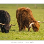 Vache Ã©cossaise de race Highland Cattle dans le marais de Blanquetaque. Le conservatoire du littoral utilise ces animaux pour entrenir le marais et Ã©viter qu'il ne se ferme. Saison : Printemps - Lieu : Marais de Blanquetaque, Noyelles-sur-mer, Baie de Somme, Somme, Picardie, France