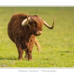 Vache Ã©cossaise de race Highland Cattle dans le marais de Blanquetaque. Le conservatoire du littoral utilise ces animaux pour entrenir le marais et Ã©viter qu'il ne se ferme. Saison : Printemps - Lieu : Marais de Blanquetaque, Noyelles-sur-mer, Baie de Somme, Somme, Picardie, France