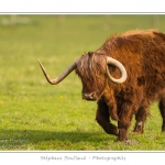 Vache Ã©cossaise de race Highland Cattle dans le marais de Blanquetaque. Le conservatoire du littoral utilise ces animaux pour entrenir le marais et Ã©viter qu'il ne se ferme. Saison : Printemps - Lieu : Marais de Blanquetaque, Noyelles-sur-mer, Baie de Somme, Somme, Picardie, France