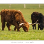 Vache Ã©cossaise de race Highland Cattle dans le marais de Blanquetaque. Le conservatoire du littoral utilise ces animaux pour entrenir le marais et Ã©viter qu'il ne se ferme. Saison : Printemps - Lieu : Marais de Blanquetaque, Noyelles-sur-mer, Baie de Somme, Somme, Picardie, France