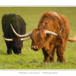 Vache Ã©cossaise de race Highland Cattle dans le marais de Blanquetaque. Le conservatoire du littoral utilise ces animaux pour entrenir le marais et Ã©viter qu'il ne se ferme. Saison : Printemps - Lieu : Marais de Blanquetaque, Noyelles-sur-mer, Baie de Somme, Somme, Picardie, France