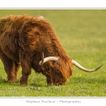 Vache Ã©cossaise de race Highland Cattle dans le marais de Blanquetaque. Le conservatoire du littoral utilise ces animaux pour entrenir le marais et Ã©viter qu'il ne se ferme. Saison : Printemps - Lieu : Marais de Blanquetaque, Noyelles-sur-mer, Baie de Somme, Somme, Picardie, France