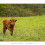 Vache Ã©cossaise de race Highland Cattle dans le marais de Blanquetaque. Le conservatoire du littoral utilise ces animaux pour entrenir le marais et Ã©viter qu'il ne se ferme. Saison : Printemps - Lieu : Marais de Blanquetaque, Noyelles-sur-mer, Baie de Somme, Somme, Picardie, France