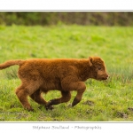 Vache Ã©cossaise de race Highland Cattle dans le marais de Blanquetaque. Le conservatoire du littoral utilise ces animaux pour entrenir le marais et Ã©viter qu'il ne se ferme. Saison : Printemps - Lieu : Marais de Blanquetaque, Noyelles-sur-mer, Baie de Somme, Somme, Picardie, France