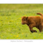 Vache Ã©cossaise de race Highland Cattle dans le marais de Blanquetaque. Le conservatoire du littoral utilise ces animaux pour entrenir le marais et Ã©viter qu'il ne se ferme. Saison : Printemps - Lieu : Marais de Blanquetaque, Noyelles-sur-mer, Baie de Somme, Somme, Picardie, France