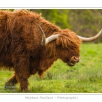 Vache Ã©cossaise de race Highland Cattle dans le marais de Blanquetaque. Le conservatoire du littoral utilise ces animaux pour entrenir le marais et Ã©viter qu'il ne se ferme. Saison : Printemps - Lieu : Marais de Blanquetaque, Noyelles-sur-mer, Baie de Somme, Somme, Picardie, France